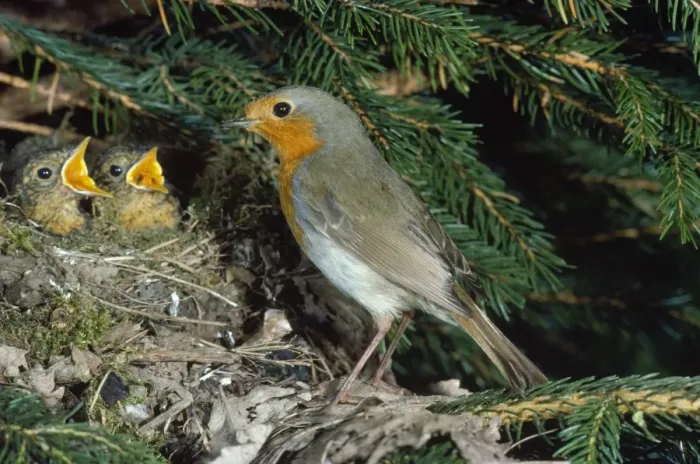 Framed Print : Robin - at nest with young Framed Print : Robin - at nest with young