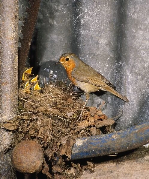 Robin - nesting in garden shed, with young, May. West Sussex, UK