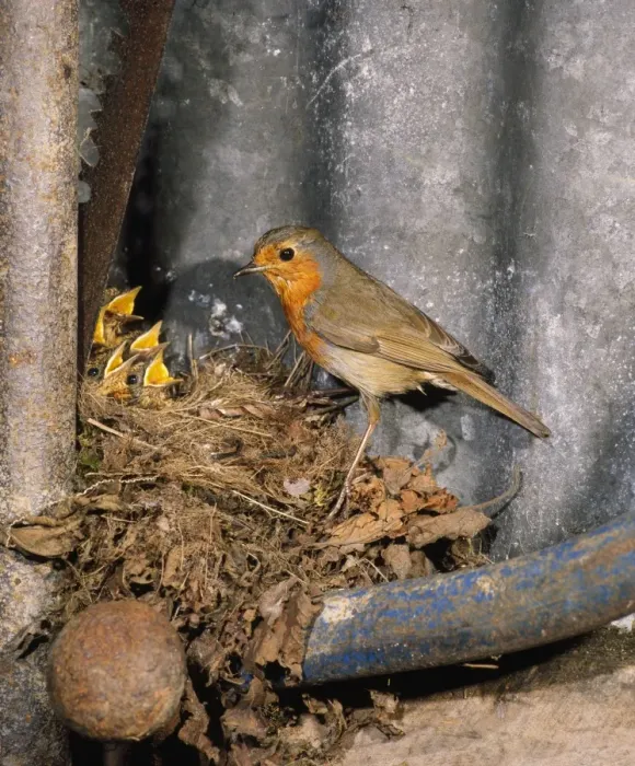 Framed Print : Robin - nesting in garden shed, with young, May. West Sussex, UK Framed Print : Robin - nesting in garden shed, with young, May. West Sussex, UK