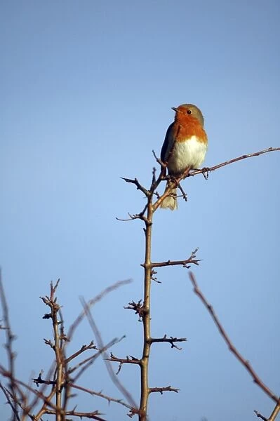 Robin - Perched on branch