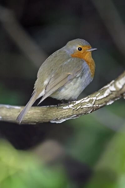 Robin - perched on branch, Lower Saxony, Germany