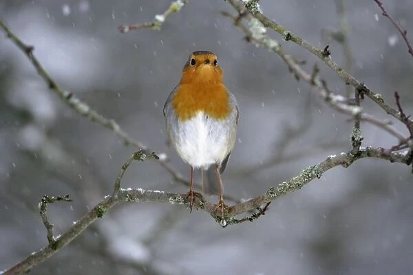 Robin - perched on branch in snow Hessen, Germany