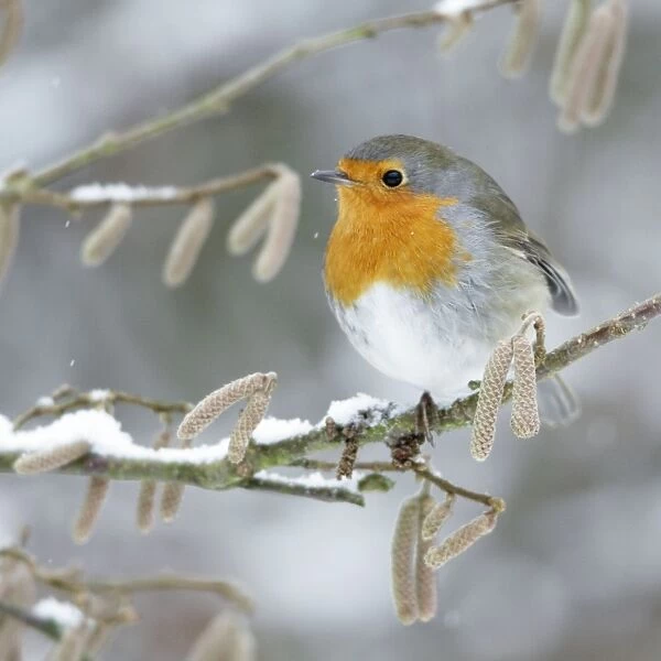 Robin - perched on branch in snow - Lower Saxony - Germany