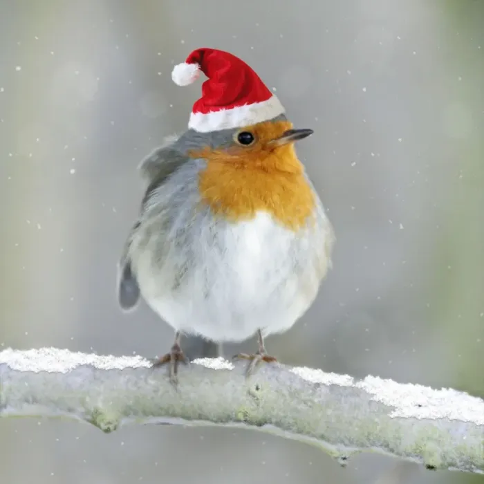 Framed Print : Robin - perched on branch in snow wearing CHristmas hat Digital Manipulation: Hat SG Framed Print : Robin - perched on branch in snow wearing CHristmas hat Digital Manipulation: Hat SG