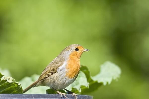Robin Perched on edge of of compost bin Norfolk UK