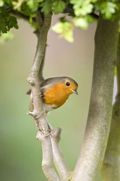 Robin Perched on hawthorn branch Norfolk UK