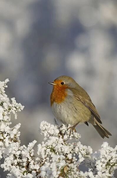 Robin - perched on a hoar frost Gorse bush on a beautiful winters morning - December - Cannock Chase - Staffordshire - England