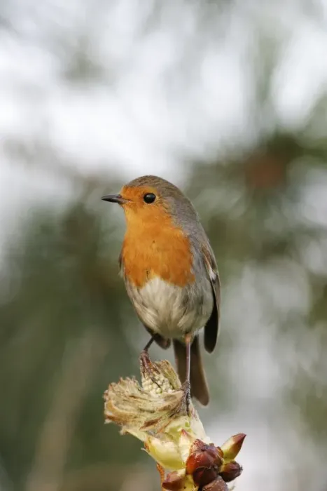 Framed Print : Robin Perched on horse chestnut bud Framed Print : Robin Perched on horse chestnut bud