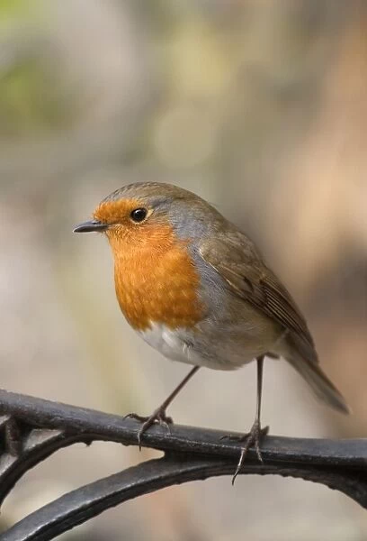 Robin Perched on Iron Seat Norfolk UK