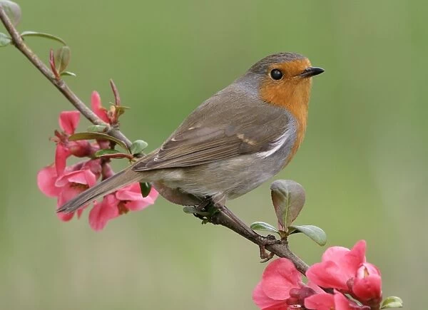 Robin Perched on japonica