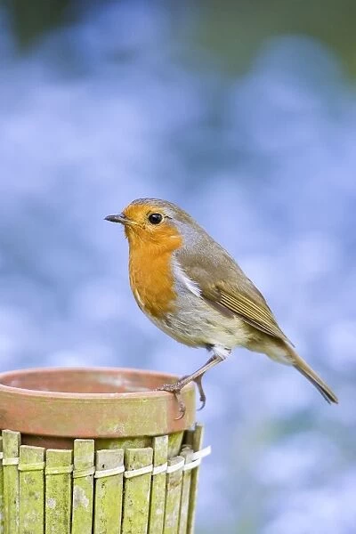 Robin Perched on plant pot with forget-me-not flowers in background Norfolk UK