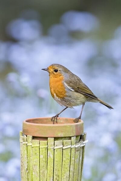 Robin Perched on plant pot with forget-me-not flowers in background Norfolk UK