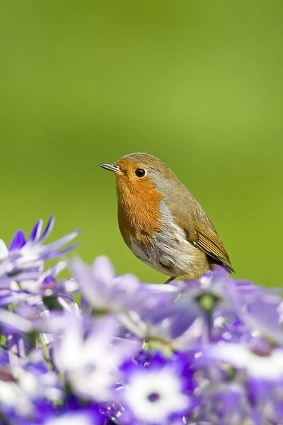 Robin - perched behind Senetti flowers - Norfolk - UK