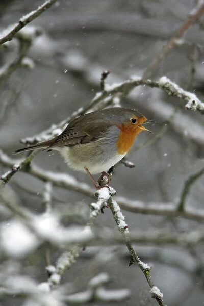 Robin - perched on snow covered branch, singing Hessen, Germany