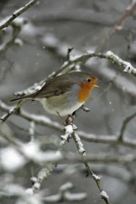 Framed Print : Robin - perched on snow covered branch, singing Hessen, Germany Framed Print : Robin - perched on snow covered branch, singing Hessen, Germany
