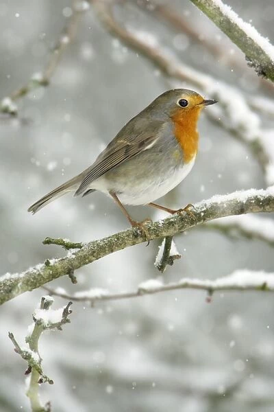 Robin - perched on snow covered branch Hessen, Germany. Added falling snow