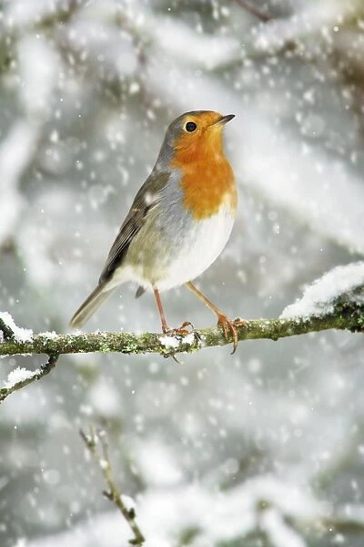 Robin - perched on snow covered branch Hessen, Germany Added falling snow