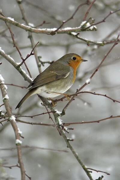 Robin - perched on snow covered branch Hessen, Germany