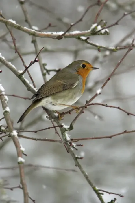 Framed Print : Robin - perched on snow covered branch Hessen, Germany Framed Print : Robin - perched on snow covered branch Hessen, Germany