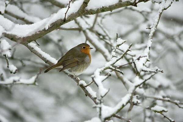 Robin - perched on snow covered branch Hessen, Germany