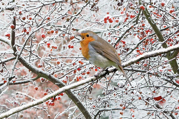 Robin - perched on snowy branch singing Digital