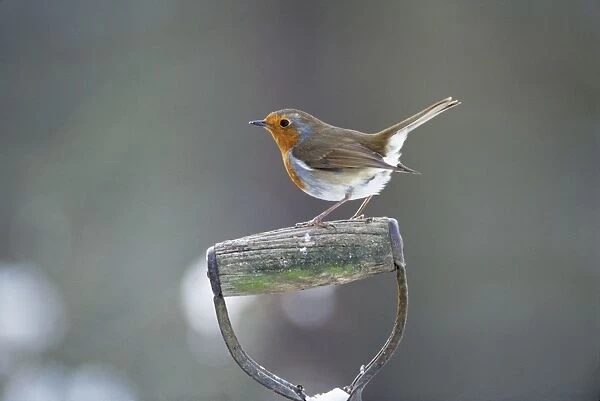 Robin - perched on spade handle