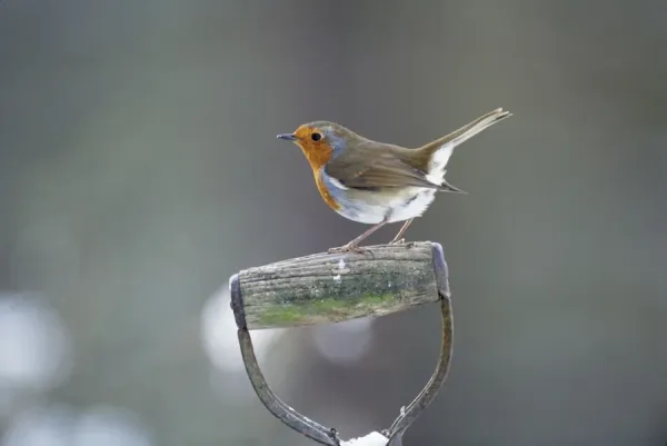 Robin - Perched on Spade Handle Print JD-14130. Art Prints