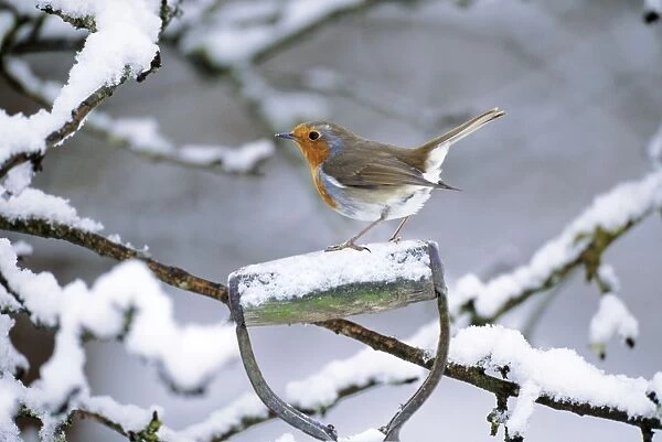 Robin - perched on spade handle Added background & snow on handle