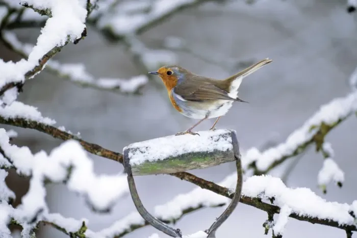 Framed Print : Robin - perched on spade handle Added background & snow on handle Framed Print : Robin - perched on spade handle Added background & snow on handle