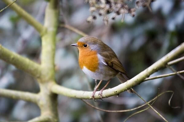 Robin - perched on willow branch Slimbridge UK