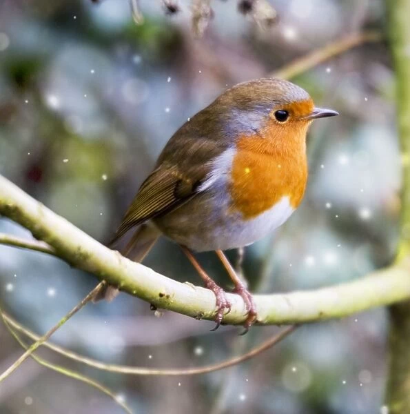 Robin - perched on willow branch Slimbridge UK Added falling snow