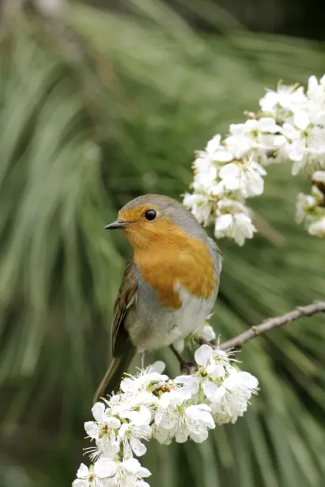 Framed Print : Robin On plum blossom Framed Print : Robin On plum blossom
