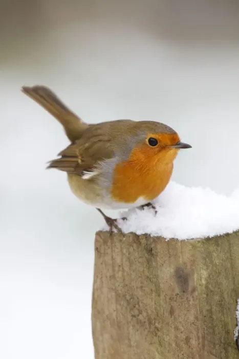 Framed Print : Robin - on post in snow - Winter - UK Framed Print : Robin - on post in snow - Winter - UK