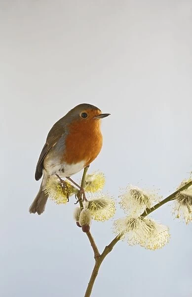 Robin - on pussy willow - Bedfordshire - UK 007094