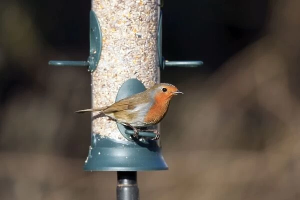 Robin - on seed feeder - Cornwall - UK