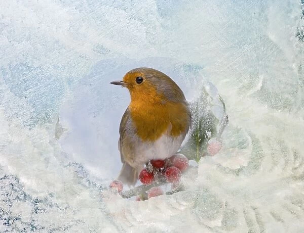 Robin – seen through frost covered window 003528
