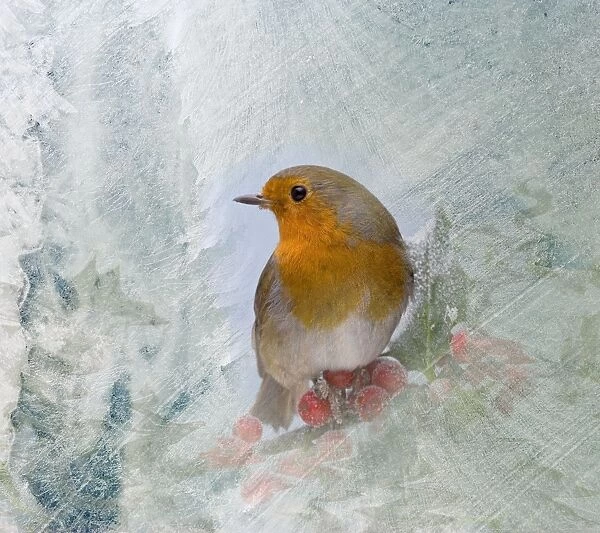 Robin – seen through frost covered window 003529