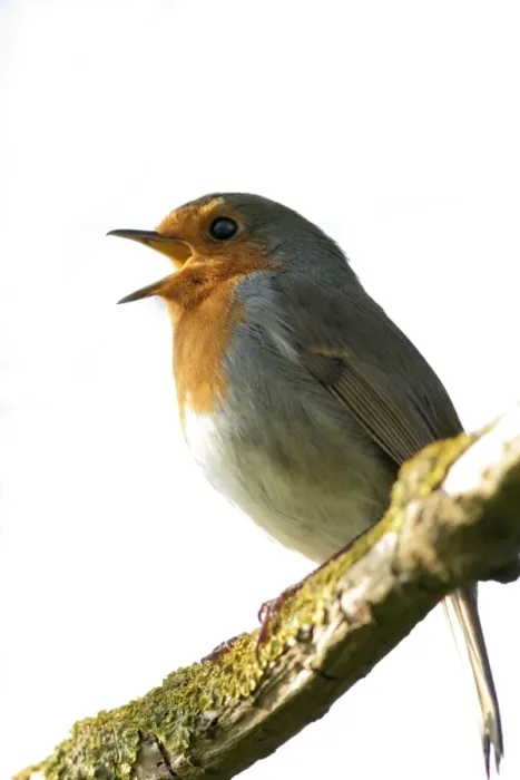 Framed Print : Robin Singing Framed Print : Robin Singing