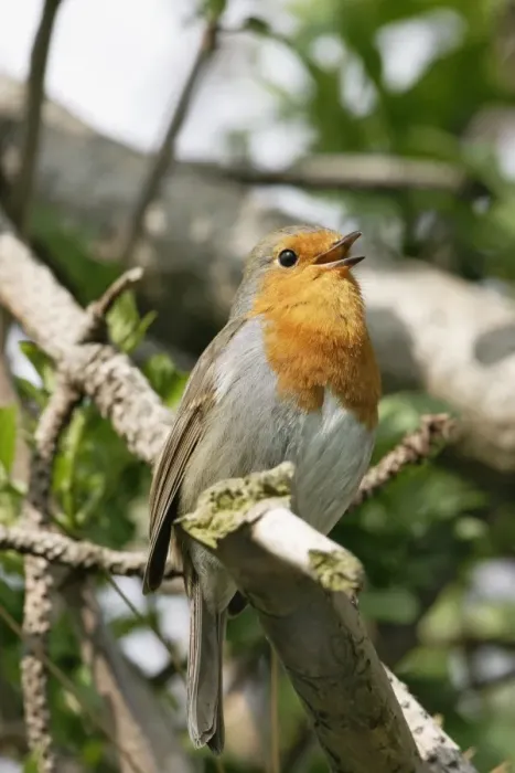 Framed Print : Robin Singing
