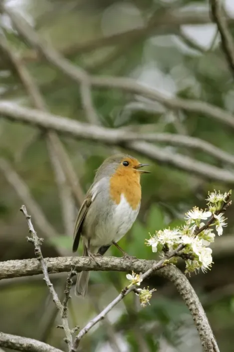 Framed Print : Robin Singing Framed Print : Robin Singing