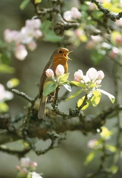 Robin - singing - in apple blossom