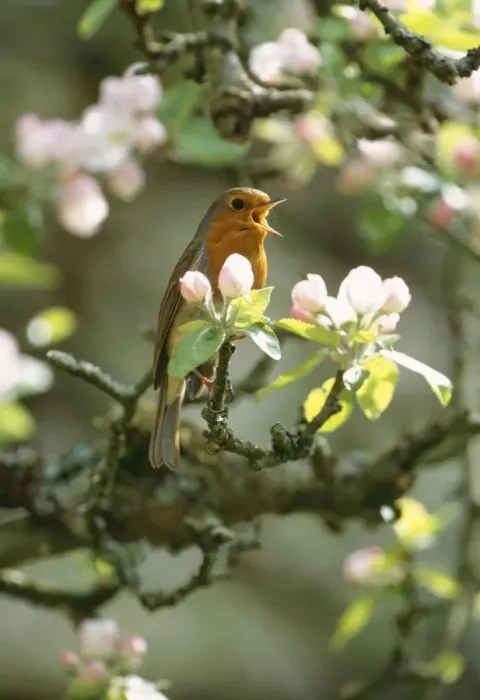 Framed Print : Robin - singing - in apple blossom