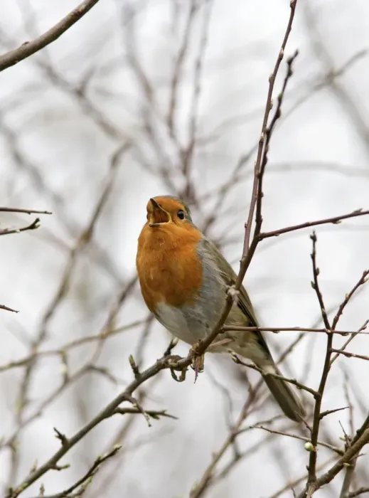 Framed Print : Robin – singing Bedfordshire UK 003527 Framed Print : Robin – singing Bedfordshire UK 003527