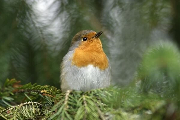 Robin - singing from fir tree in garden, Lower Saxony, Germany