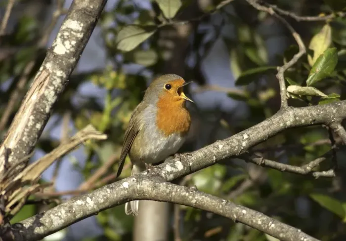 Framed Print : Robin - singing UK Framed Print : Robin - singing UK