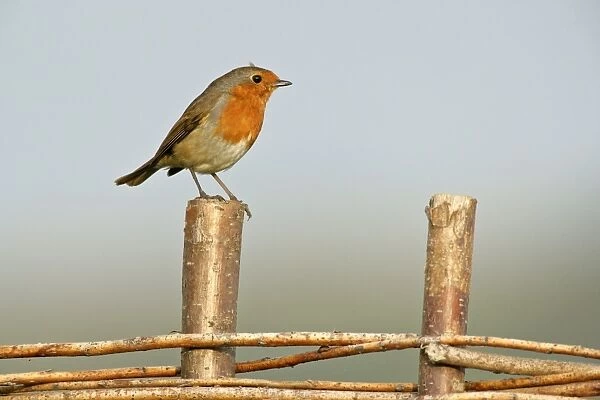 Robin sitting on fence Birling Gap, Sussex Downs, England, UK