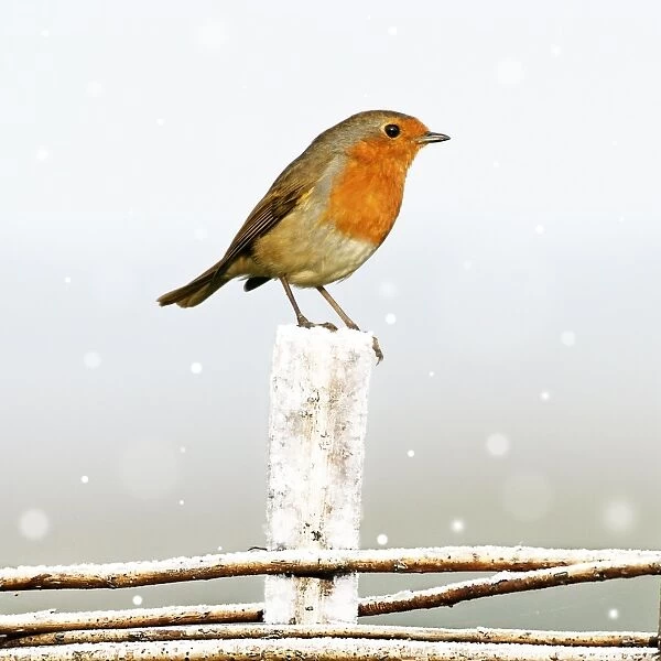 Robin - sitting on fence in winter Birling Gap, Sussex Downs, England, UK Digital Manipulation: snow