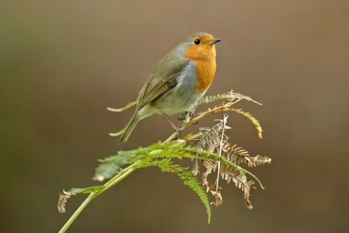 Framed Print : Robin - sitting on fern leaf New Forest National Park, Hampshire, England Framed Print : Robin - sitting on fern leaf New Forest National Park, Hampshire, England