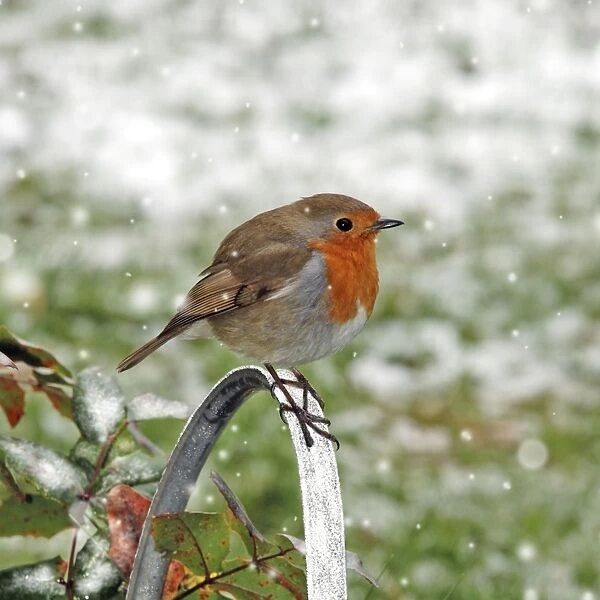 Robin - Sitting on watering can - Feathers fluffed up to keep warm in winter (snow in background) Digital Manipulation: falling snow