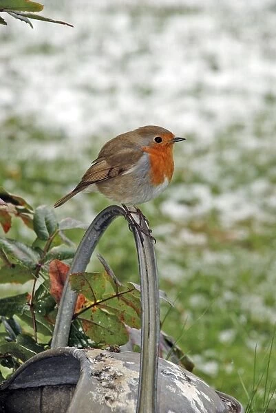 Robin - Sitting on watering can - Feathers fluffed up to keep warm in winter (snow in background)